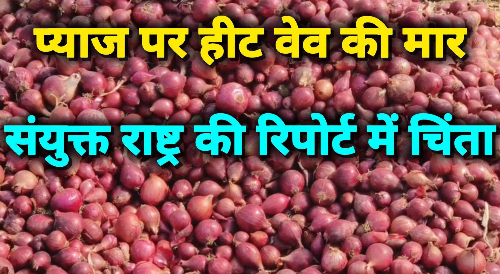 हीटवेव का कहर: शेखपुरा में प्याज की फसल आधी, संयुक्त राष्ट्र की रिपोर्ट ने भी जताई चिंता